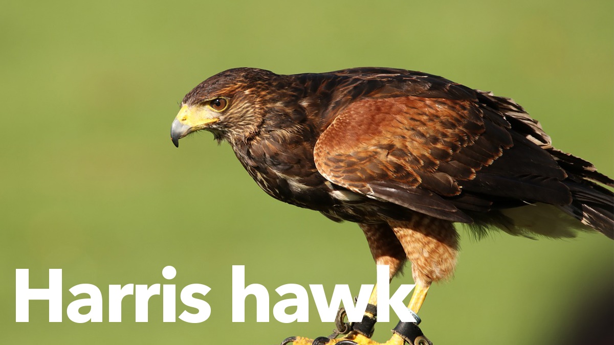 Harris hawk